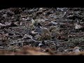 Great Basin National Park - Glacier Hike