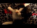 Anakin making Happy Feet, Kitten kneading making biscuits