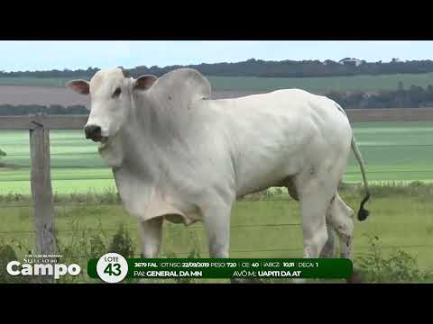 1 De Olho na Fazenda SELEO DO CAMPO