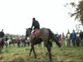 Bray Harriers - Hunting in Ireland