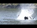 Orca Whales Dine on Elephant Seal