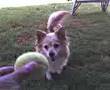 MY dog POSH 