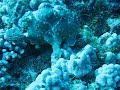 Commerson's Frogfish