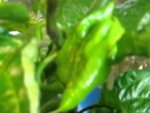 how to harvest ghost peppers