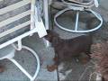 Doberman Pinscher Pups At Play