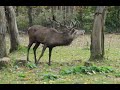 Rothirsch beim Fressen im Wildgehege Hellenthal