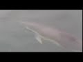 Common Dolphins off Beara Sept 12th