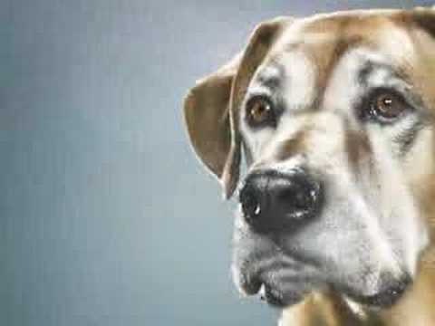 Animal Planet - Catch the NEW Breed of Celebrities!