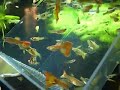 Catch and Release Guppies Catch and Release Guppies