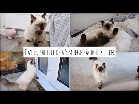 ~ Day in The Life of a Ragdoll Kitten ~ Slow Living Vlog ~ 5 Month Old Kitten ~ Chilled and Relaxed~