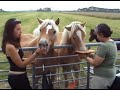haflinger feeding time