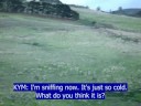 Kangaroos -  CC for the Deaf and Hard Hearing