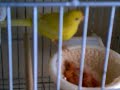 Can�rios Rejeitados pela M�e