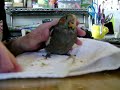handfeeding Bubba the Cockatiel handfeeding Bubba the Cockatiel