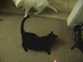 Fat cats chasing the laser pointer Fat cats chasing the laser pointer