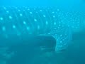 giant whale shark at Savedra House Reef in Moalboal, Cebu
