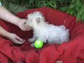 West Highland Terrier bebes