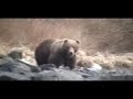 Kodiak Bear