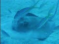 Stingray hunt Bahamas Stingray hunt Bahamas