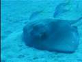 Stingray hunt Bahamas