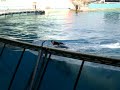 Killer Whale attacks trainer Killer Whale attacks trainer