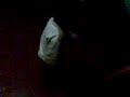 Bailando S/C - palpa Bailando S/C - palpa