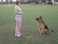 GSD Safir @ 20 mo.