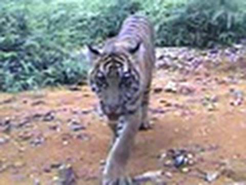 Rare Sumatran tiger caught on camera Rare Sumatran tiger caught on camera