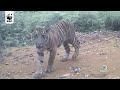 Rare Sumatran Tigers Caught on Camera