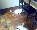 Cattery of the Blessed Ones