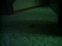 Obi With Catnip part one