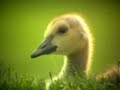 Baby Goose