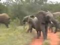 Angry Elephants