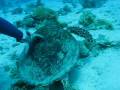 videos de Tortue