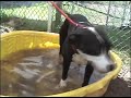 TLAC Dog Adoption - Ms. Bluebird A557135