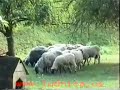 zmaj od ?ipova dr?i govor