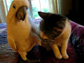Cockatoo massages cats head