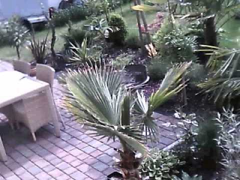 how to transplant mexican fan palm