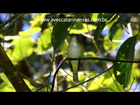 Juruviara - Cristiano Voitina