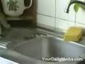 The kitty trap