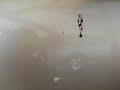 ONR vs bird bomb