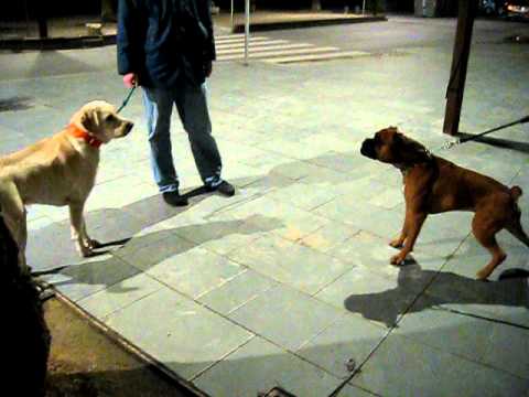 PERROS DE ATAQUE - CUIDADOG.COM Hola a todos mi nombre es Raúl soy educador canino y me gustaía enseñaros este video en el que estoy hablando con 2 chicos para la adopción del ...