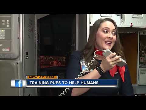 video-linktoworks-Puppies board a plane during training to become a...