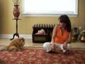Pomeranian cleans her hiney on command