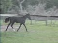 Larkspur german riding pony colt