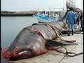 What Type of Shark is This?