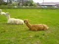 Llama's at the Pink Pig in Scunthorpe