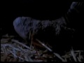 Halloween, A Nightmare on elm street... (Part III).wmv