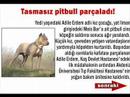 pitbull can yakmaya devam ediyor!!! pitbull can yakmaya devam ediyor!!!