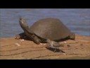Terrapin and Sandpiper